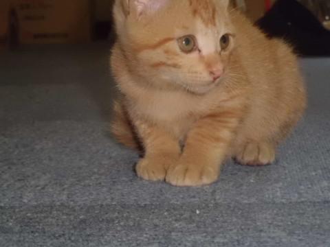 チャトラ子猫ちゃん