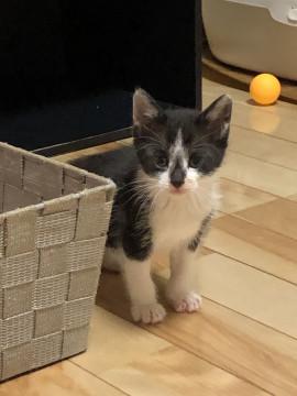 ちいさな　白黒くん♬ ①