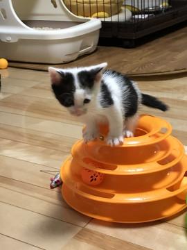 ちいさな　白黒くん♬ ②