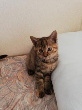 キジトラ　メスおとなしい