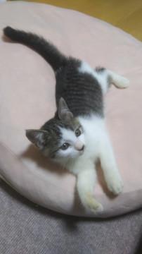 【更新②】さばしろ生後50日程