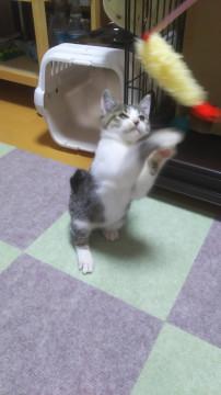 【更新③】さばしろ生後60日程