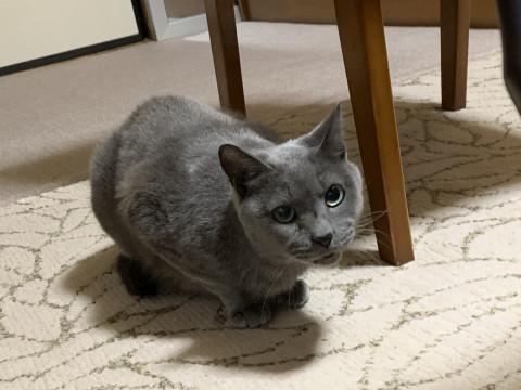 代理投稿です