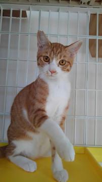 スマート茶白ボーイ