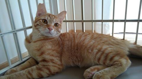 スマート茶トラボーイ