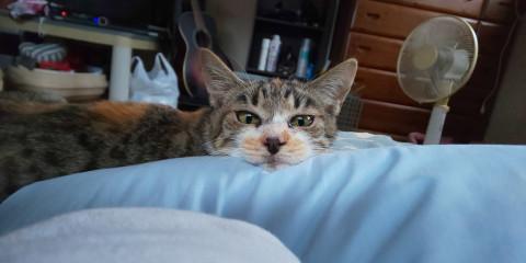 甘えん坊の三毛猫ちゃん