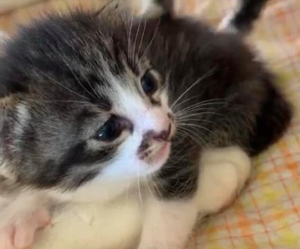 生後3週 キジ白のオス