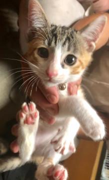 消防レスキュー三毛2ヶ月