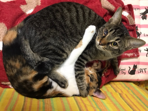 穏やかな性格◎❗️オズ君