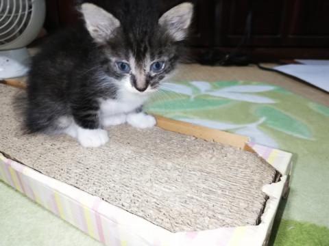 もこもこフワフワ子猫！