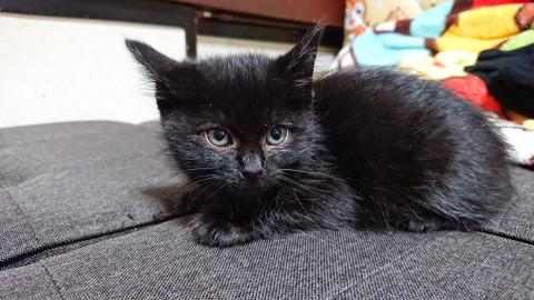 ふわふわ黒ちゃん
