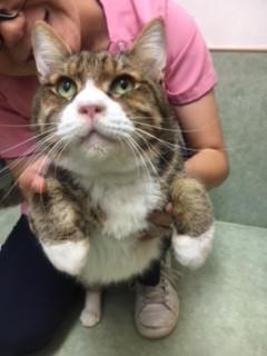 可愛いおじさん猫さん、お見合い日取り決ま