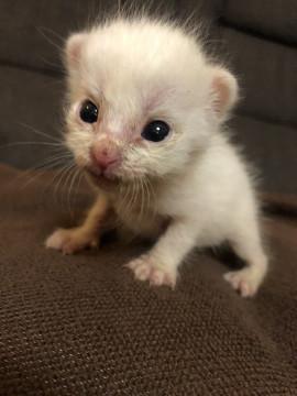 シロクロ子猫ちゃん