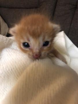 もふもふ茶トラの子猫ちゃん