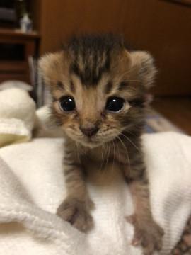 クリクリお目目の子猫ちゃん