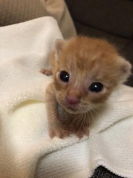 茶トラ子猫ちゃん