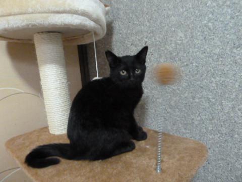 可愛いくろちゃん