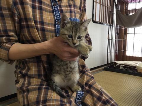口まわり白の可愛いキジトラ