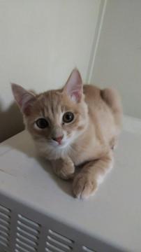 子猫