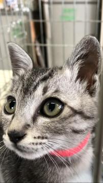 可愛い　サバトラちゃん♬