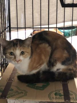 人慣れ修行中　美人三毛猫