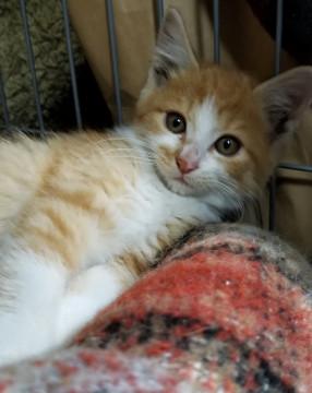 超甘ったれっ子のわんぱく坊主