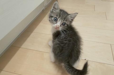 べったり甘えん坊キジ白ちゃん