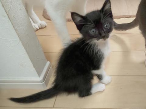 べったり甘えん坊黒白ちゃん