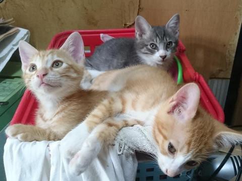 3ヶ月くらいの子猫4匹