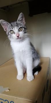 おとなしいサバシロ女の子ちゃん