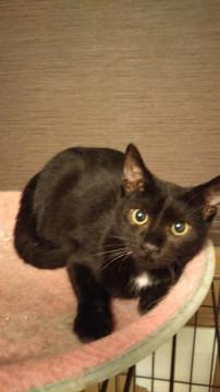 精悍な顔立ちの黒猫