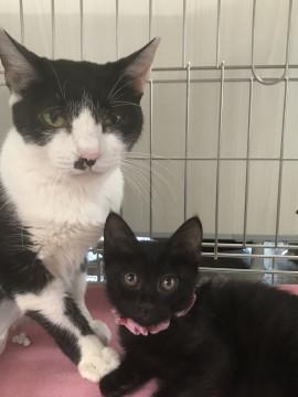 ハチワレママと黒チビ親子