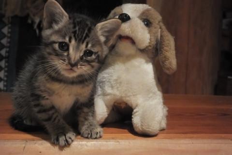 生後1か月半、サバトラ子猫 3兄弟の一匹