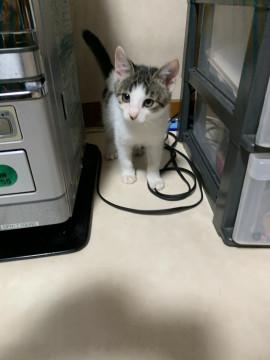 人懐こい子猫です