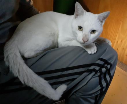 可愛い甘えん坊の白にゃん