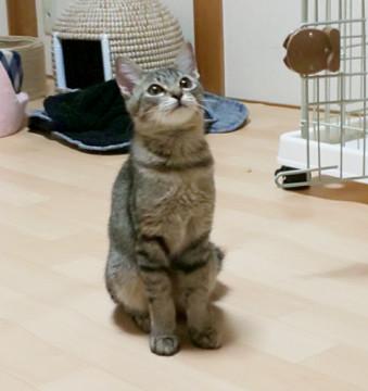 キジが薄めの薄井さん