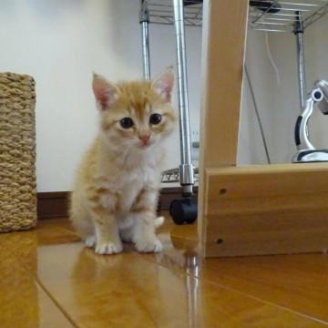 ふわふわ茶トラちゃん