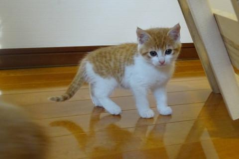 ふわふわ茶白ちゃん