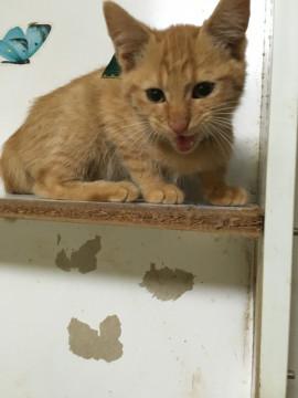 茶色柄おとなしめ男の子