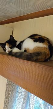 マイペースな性格の可愛らしいミケ女の子