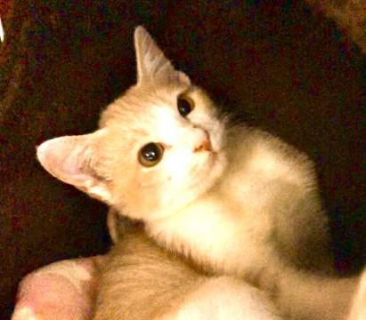 里親様が決まりました。