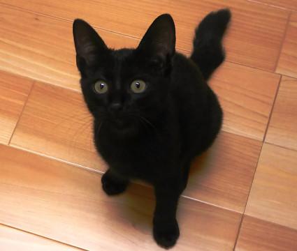しつけ不要　かしこいです　黒猫は「福猫」