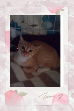 可愛い子猫