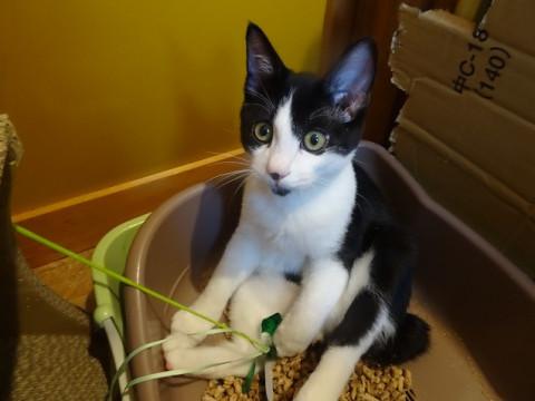おっとりおぼっちゃまの子猫