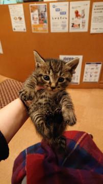 可愛いキジちゃん♪