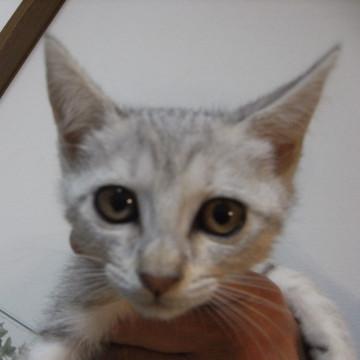 グレートラです。（５匹兄弟姉妹の⑤）