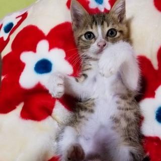 僕の名前はマグロ、マーくんと呼んで撫でて