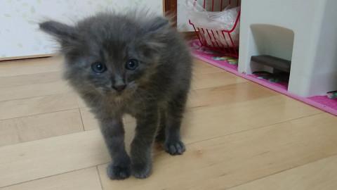 長毛グレーのあっちゃん