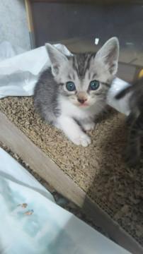 ぱっちりお目目の美人子猫