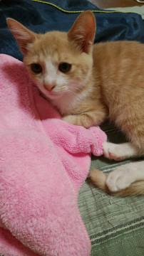 可愛いミルクティー王子